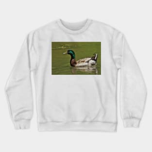 Colorful Mallard Drake Swimming Crewneck Sweatshirt